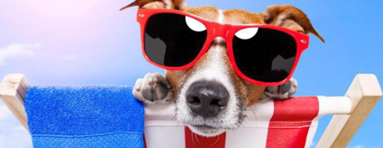 Pet Groomer – Church Langley Dog Grooming